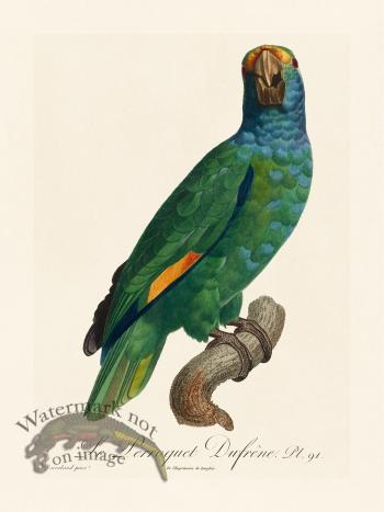 Barraband Parrot 091